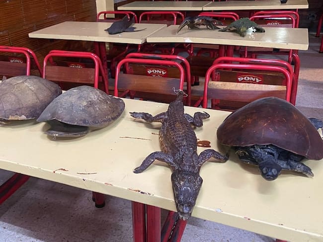 Autoridades incautaron productos elaborados con partes de animales silvestres