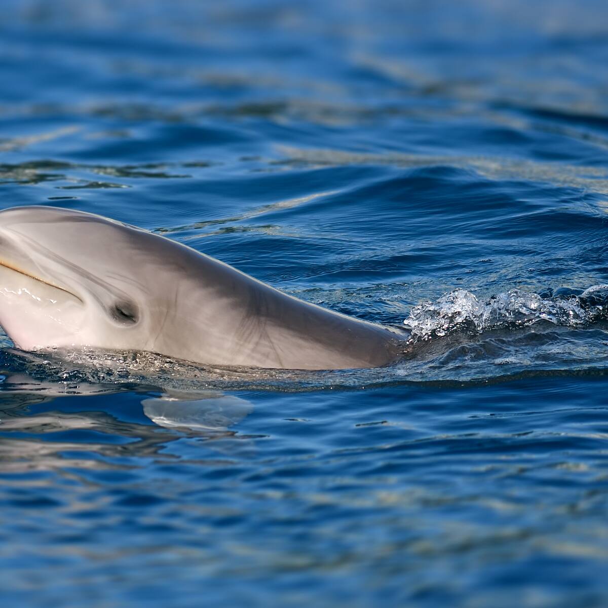 Estudio revela que el delfín mular o nariz de botella tiene un “séptimo sentido”