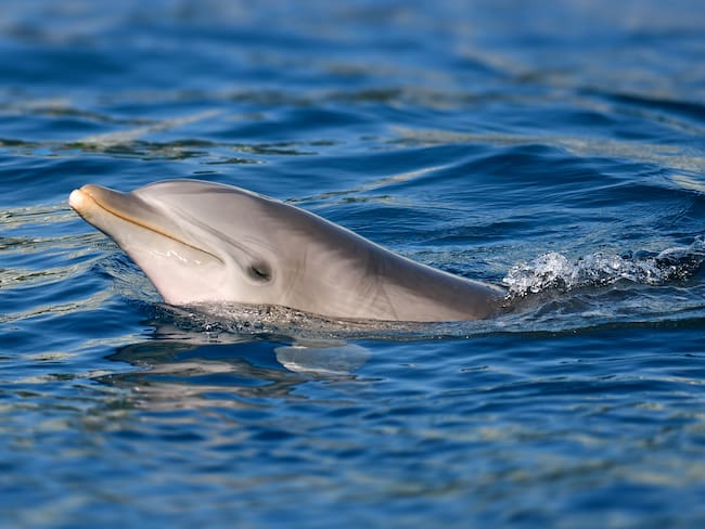 Delfin nariz de botella / Getty Images