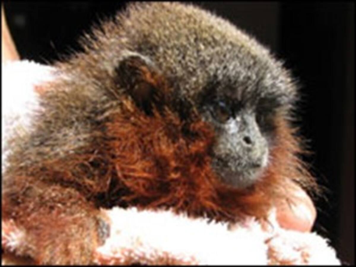 Biólogo de la UN habla sobre la posible extinción del macaco en el Caquetá