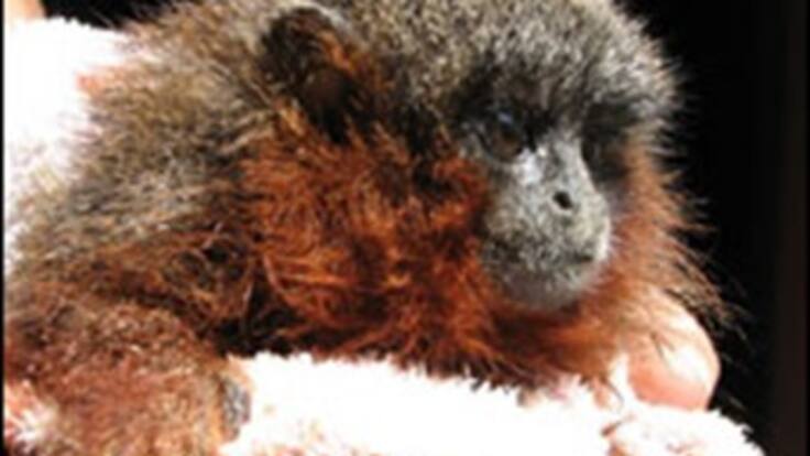 Biólogo de la UN habla sobre la posible extinción del macaco en el Caquetá