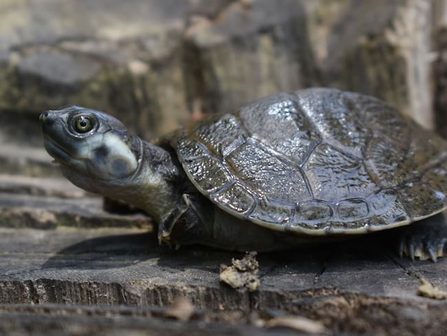 En el 2021, 1.305 tortugas de río e hicoteas han sido liberadas en Córdoba