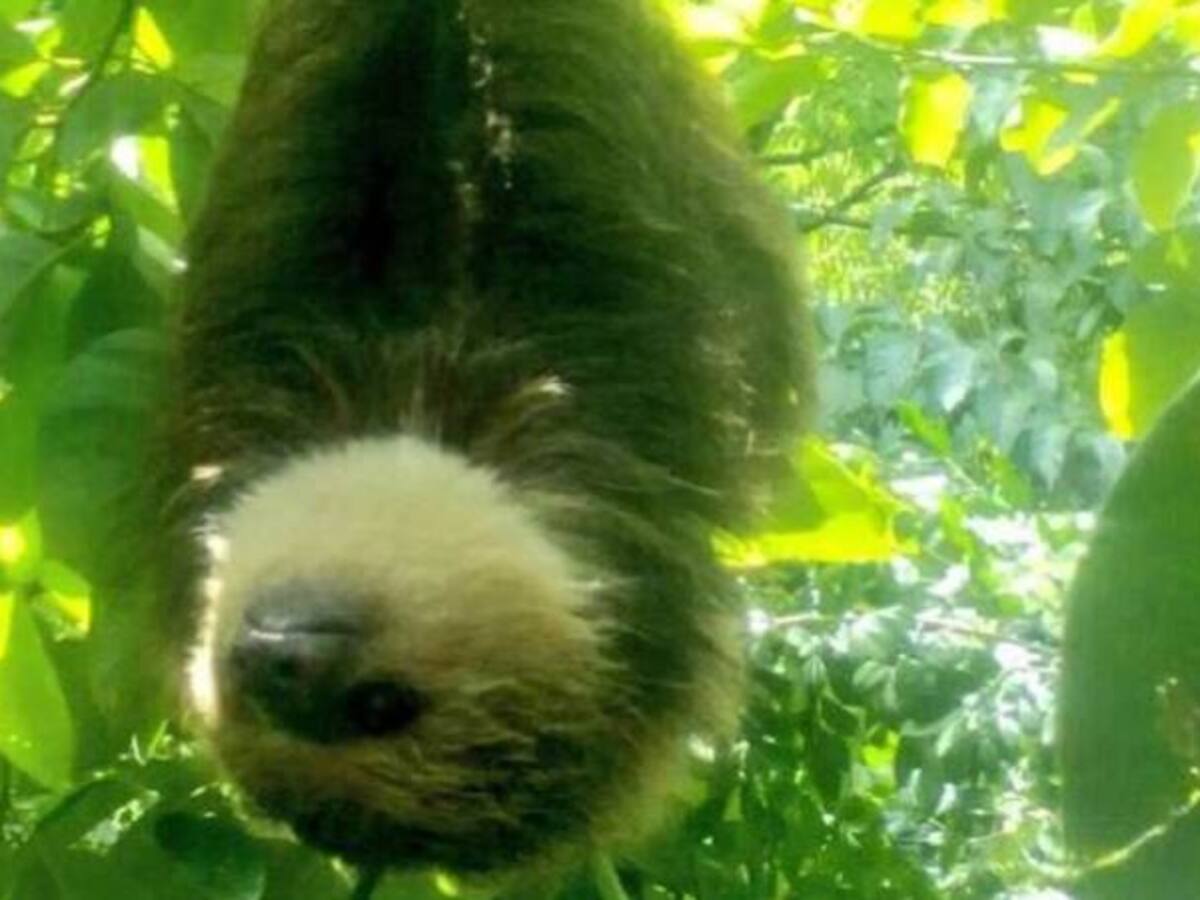 Osa perezosa, liberada en área protegida del Huila