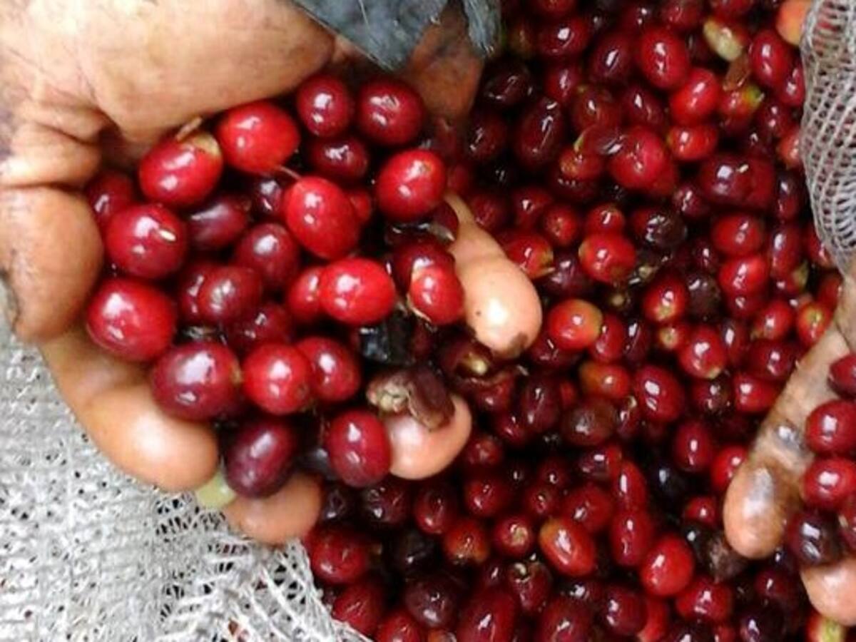 Desde el Catatumbo piden que se fortalezcan políticas públicas de desarrollo rural y agropecuarias