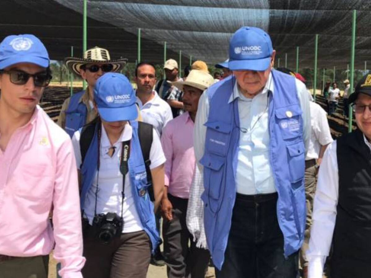 ONU destaca proyectos de sustitución de cultivos ilícitos en Colombia
