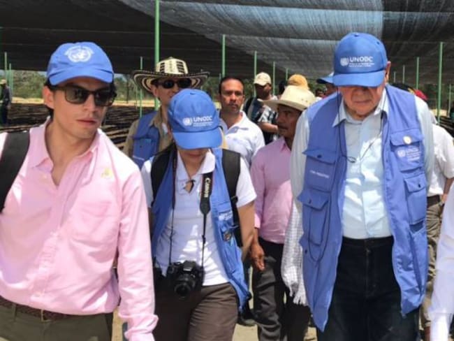 ONU destaca proyectos de sustitución de cultivos ilícitos en Colombia