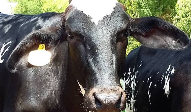 Los pastizales se empiezan a  ver afectados.