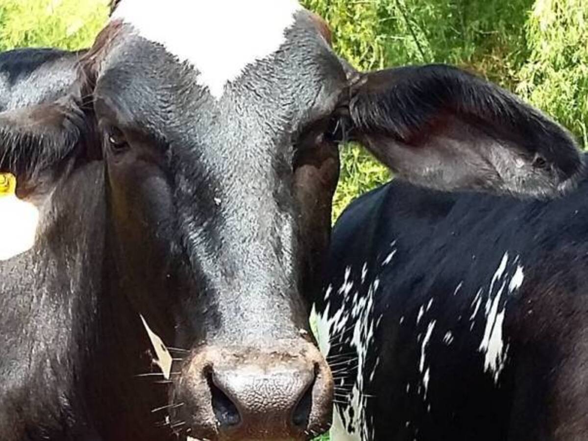 Ganaderos del Quindío ya sienten los efectos del fenómeno de El Niño