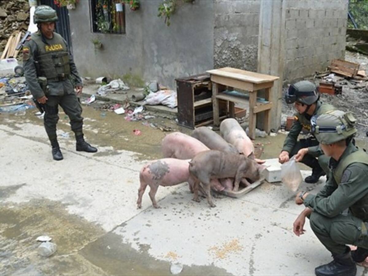 Un grupo especial de rescatistas buscará animales afectados por emergencia en Hidroituango