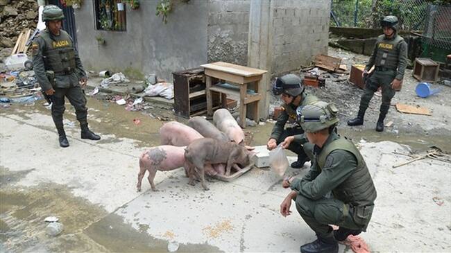 Un grupo especial de rescatistas buscará animales afectados por emergencia en Hidroituango. Foto: Colprensa