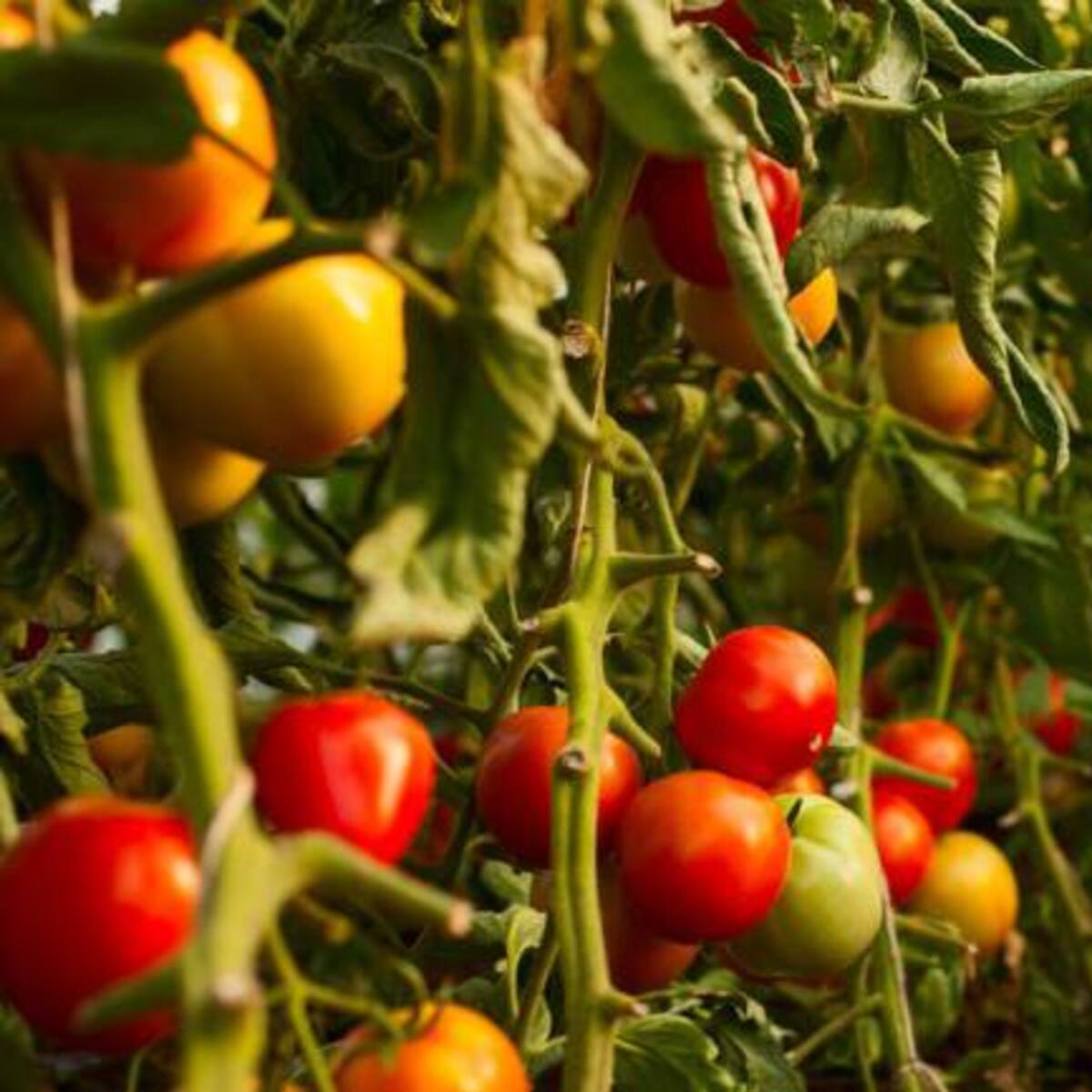 Productores de tomate boyacenses migran a cosechar otros alimentos