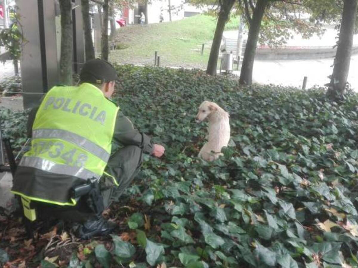 Intentan atrapar a un perro que tiene en su hocico chuzos