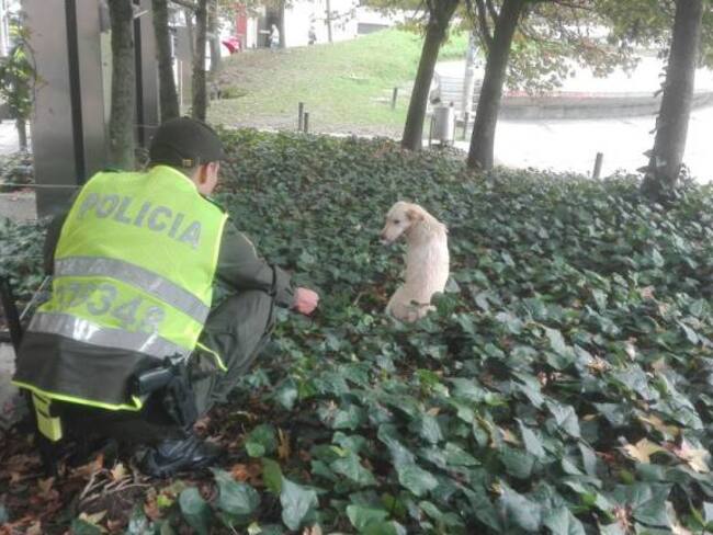 Intentan atrapar a un perro que tiene en su hocico chuzos