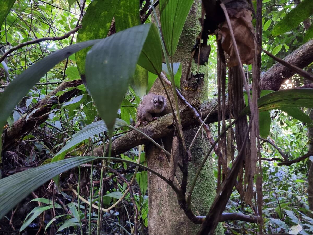 Avistan animales fuera de su hábitat tras incendios forestales en Santander