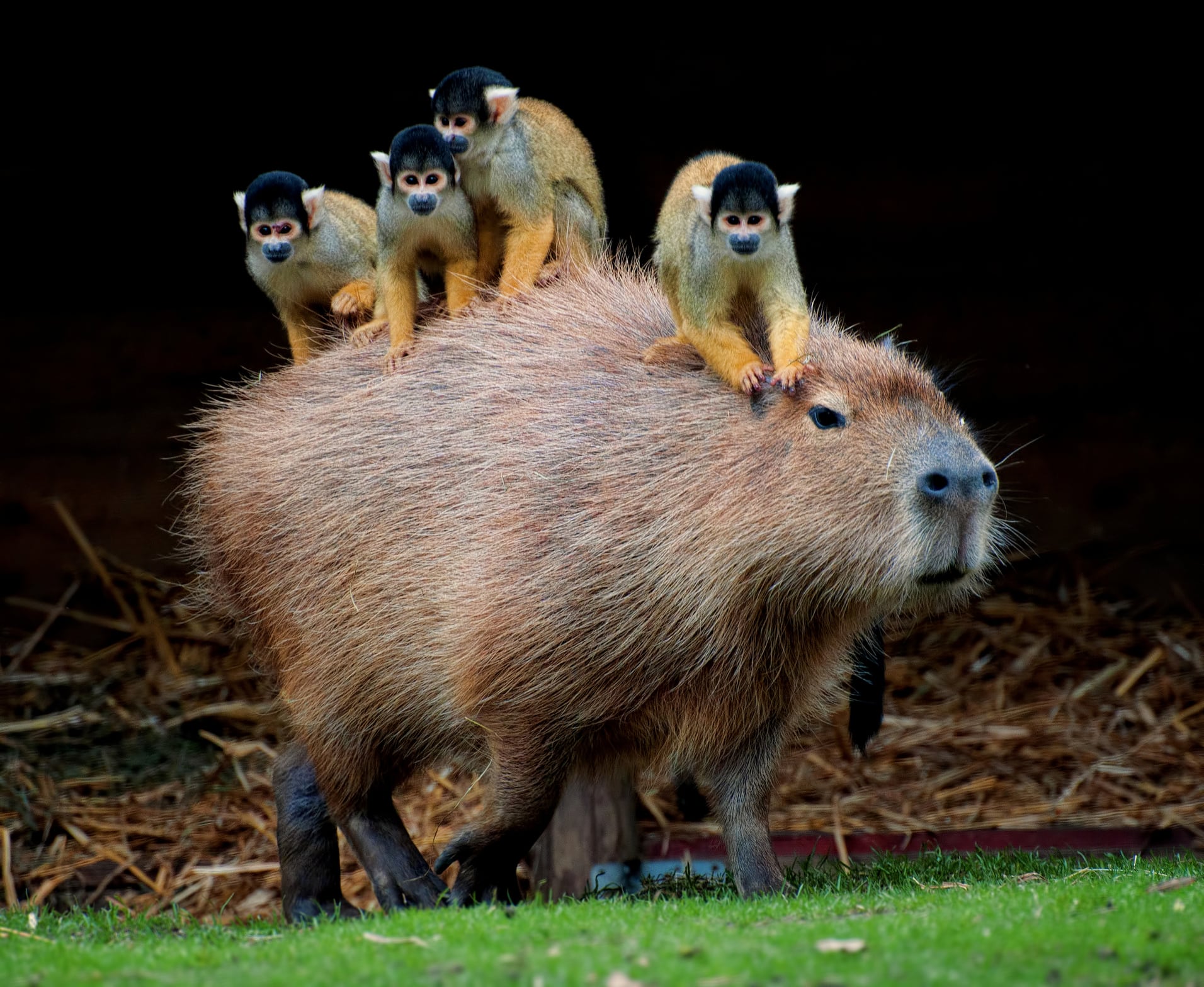 Capibara en estado salvaje conviviendo con cuatro monos que están montados sobre su lomo. Foto: Getty Images.