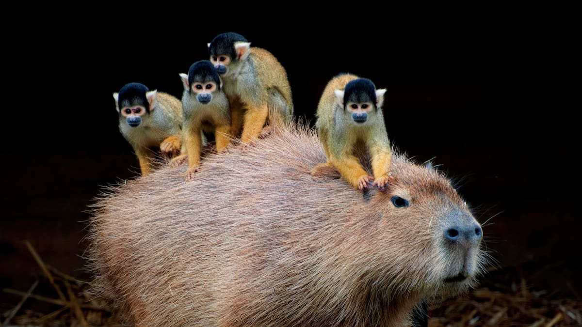 ¿Cuál es la diferencia entre un chigüiro y un capibara? ¿Son el mismo animal? Habita en Colombia