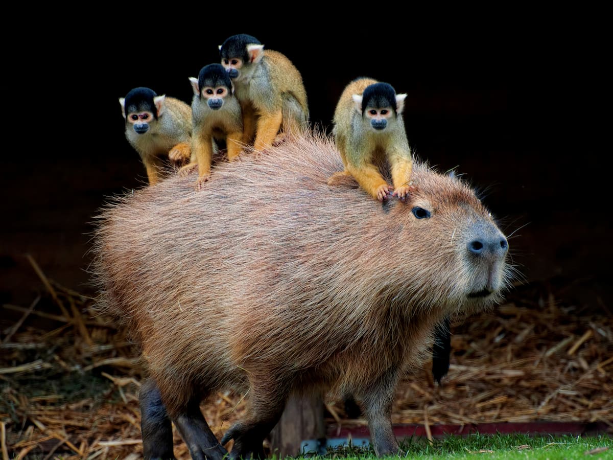 ¿Cuál es la diferencia entre un chigüiro y un capibara? ¿Son el mismo animal? Habita en Colombia