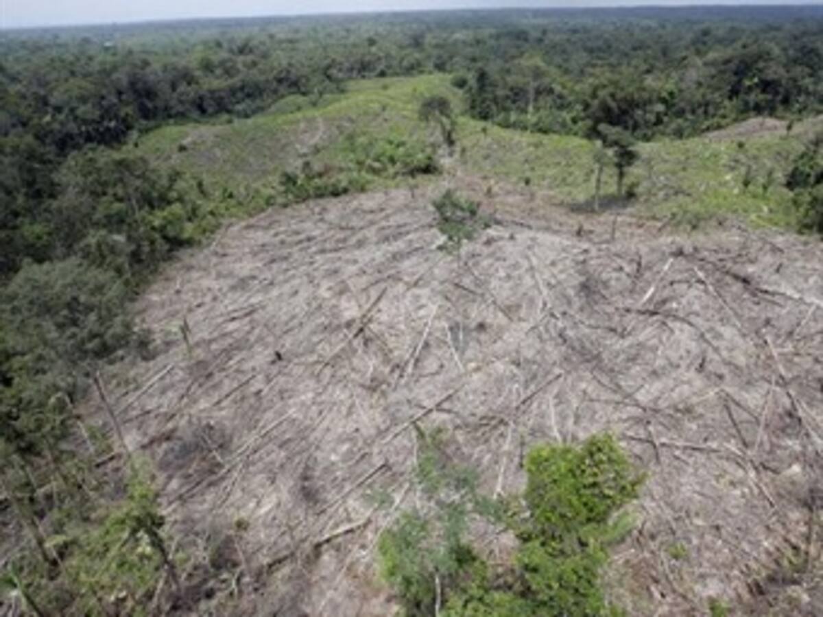 Los cultivos ilícitos están arrasando los ecosistemas en Colombia