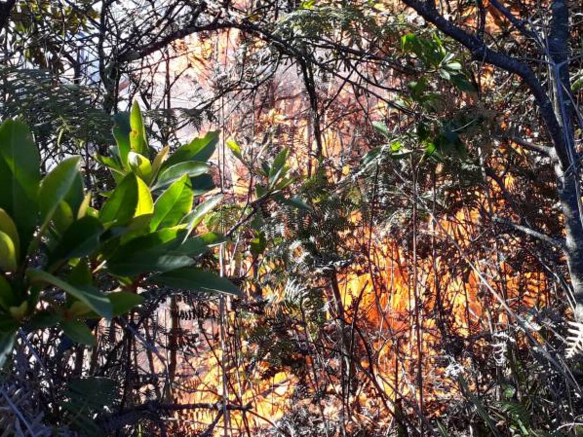 149 incendios forestales se han presentado durante la temporada seca