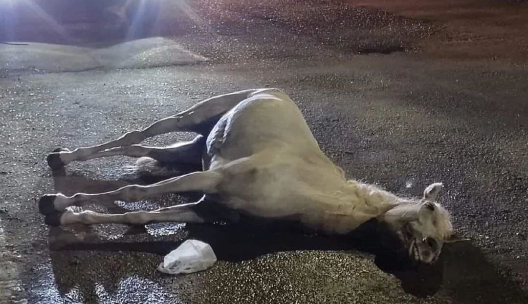 Los hechos generaron todo tipo de rechazo entre animalistas y la comunidad. 