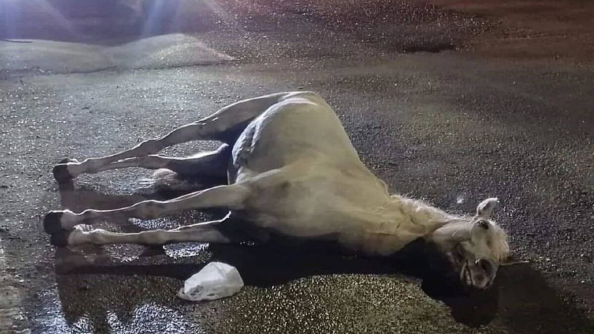 Casos de maltrato animal en medio de las fiestas de San Pedro en el Huila