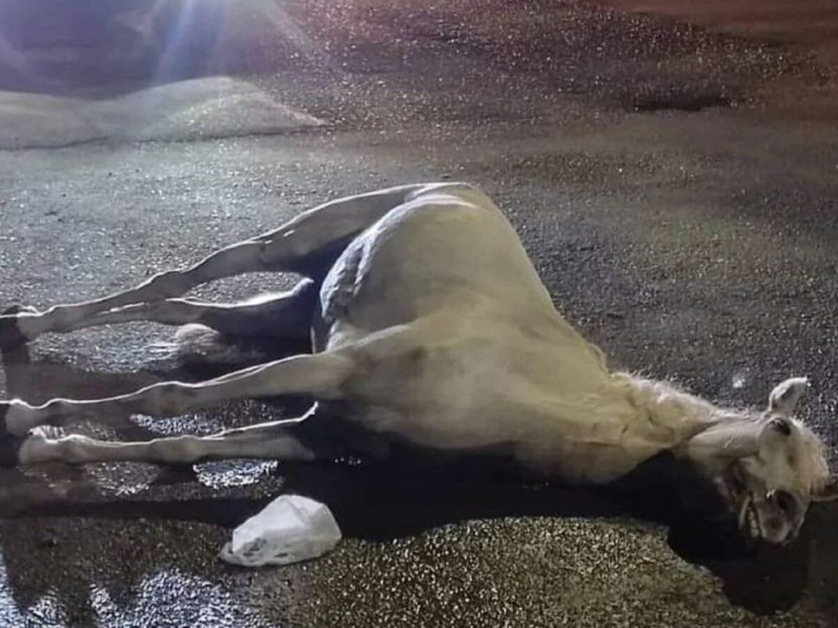 Casos de maltrato animal en medio de las fiestas de San Pedro en el Huila