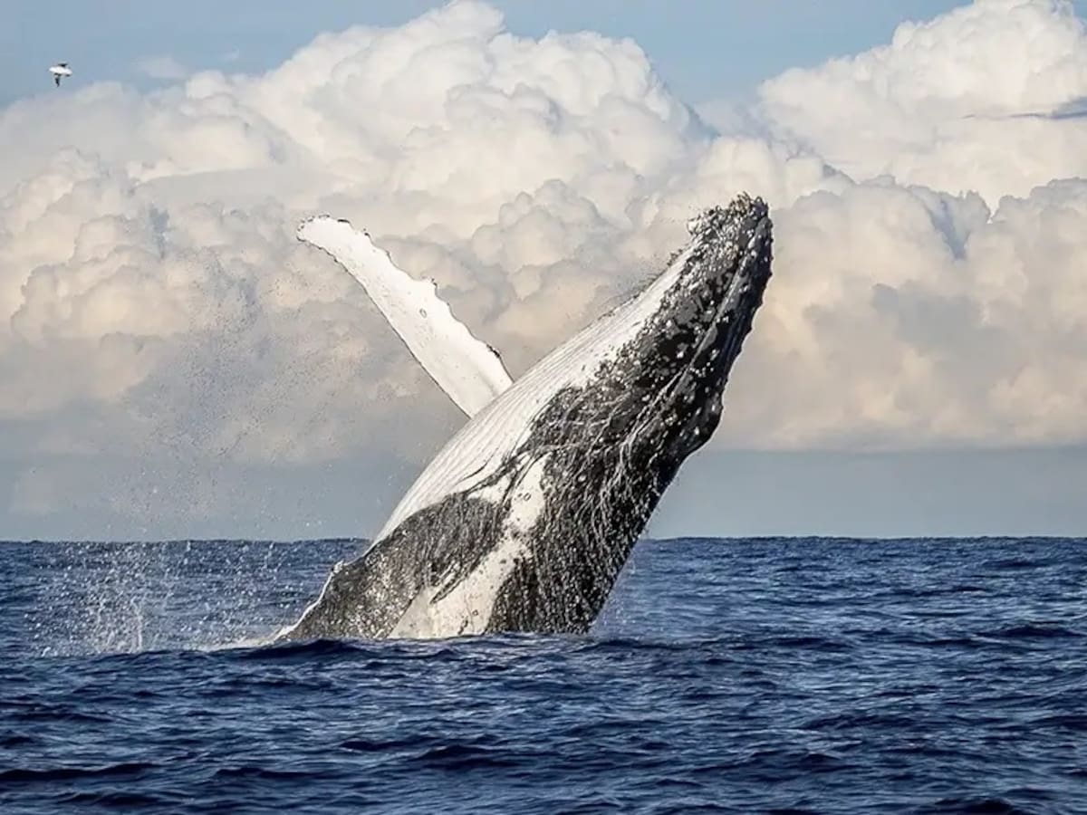 Esta es la mejor fecha para ver ballenas en Buenaventura: ¿Cuánto vale el plan de avistamiento?