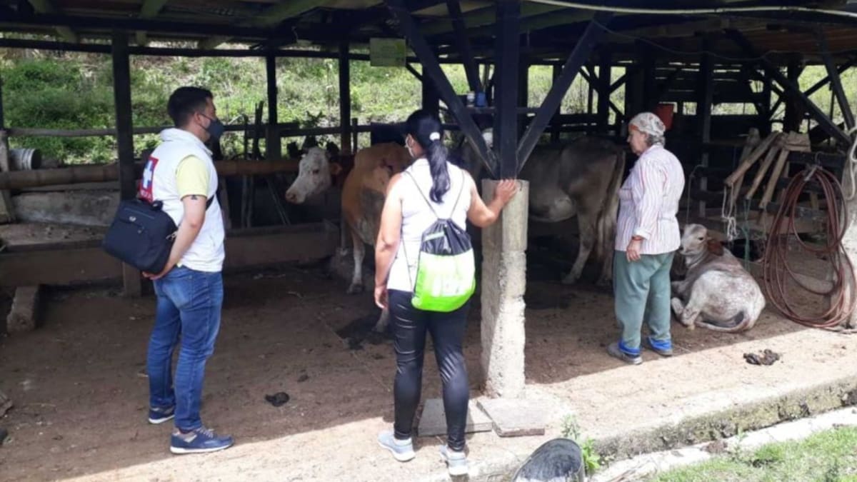 Alerta en Risaralda por casos de brucelosis en dos municipios