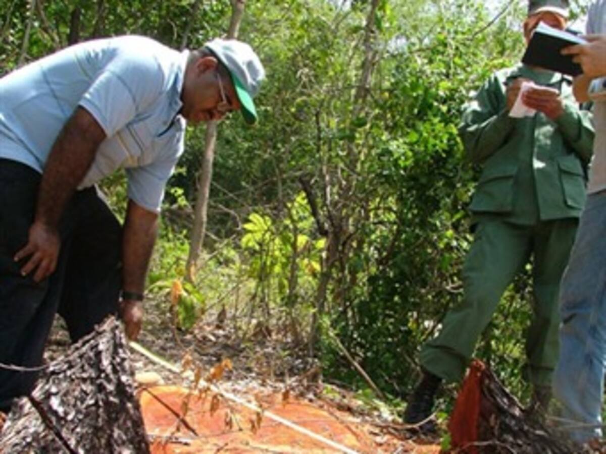 Taladores de caobas en jardín botánico cubano reciben condenas de 8 y 10 años