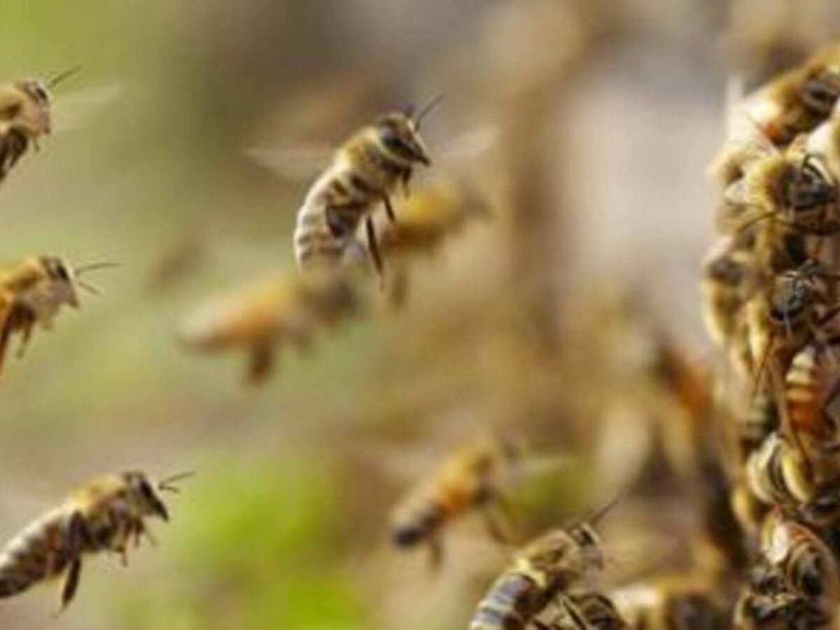 Niños fueron atacados por abejas africanizadas en colegio de Neiva, Huila