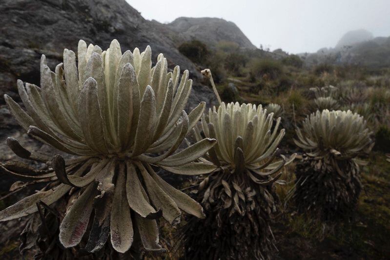 Páramo de Santurbán. Foto: Ministerio de Ambiente