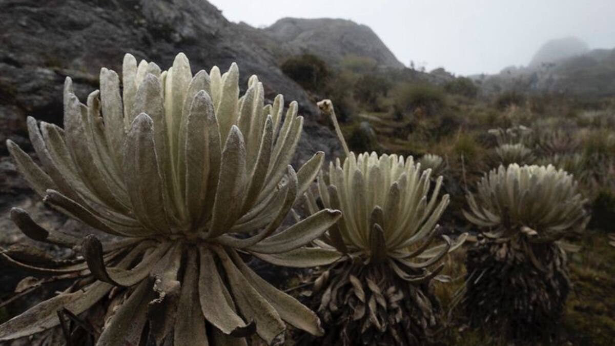 Gobierno Petro toma decisión frente a la minería en Santurbán