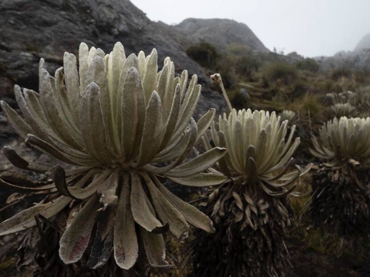 Corponor destaca posición de la justicia en defensa del Paramo de Santurbán
