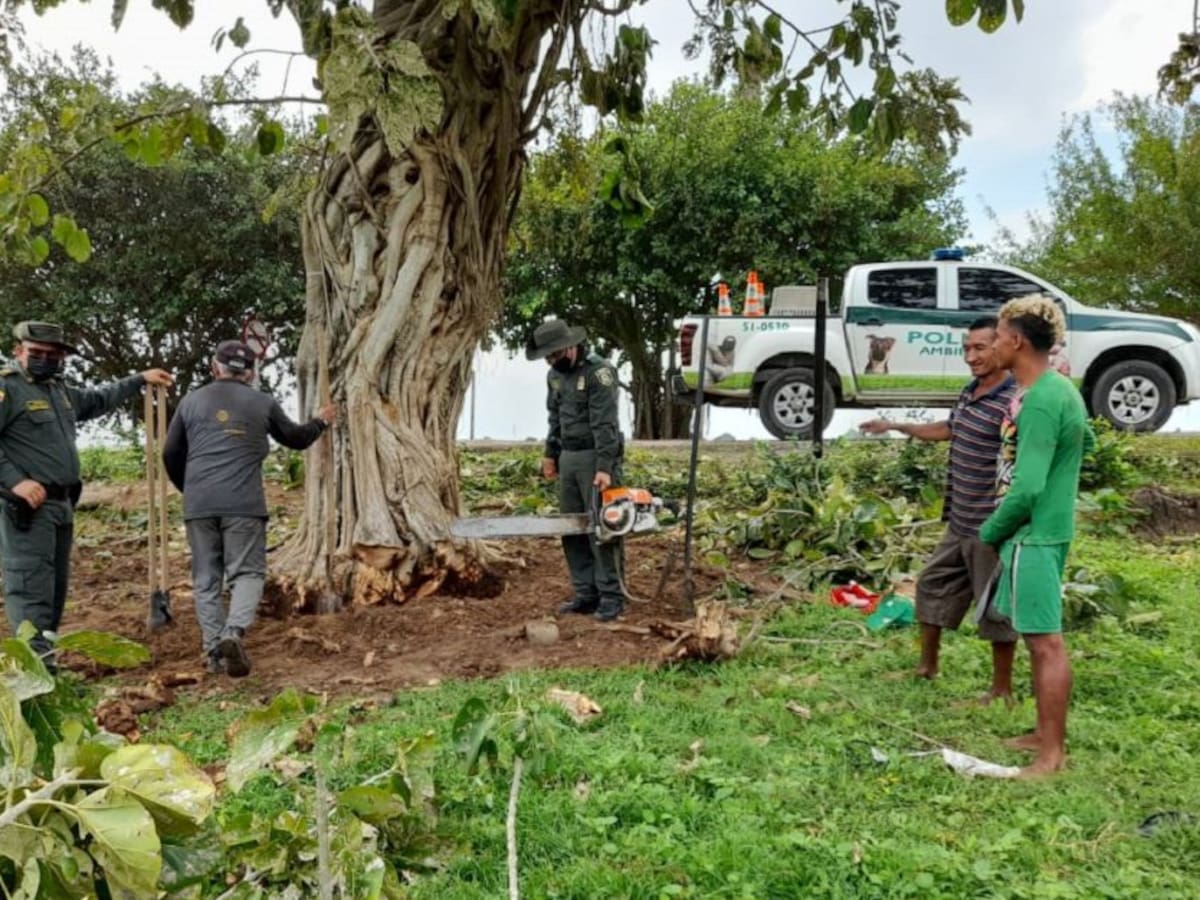 Sancionaron a dos hombres por tala no autorizada de árbol en Magangué