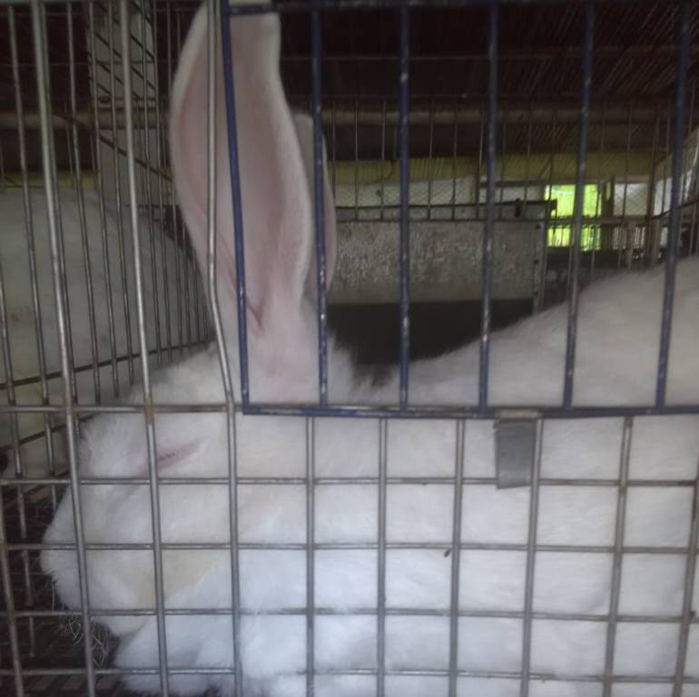 Conejos
