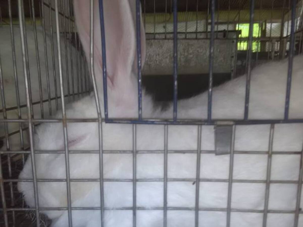 Los conejos, opción alimenticia