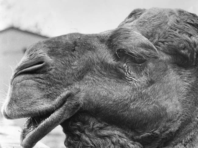 Camellos salvajes que compiten por el agua serán sacrificados en Australia