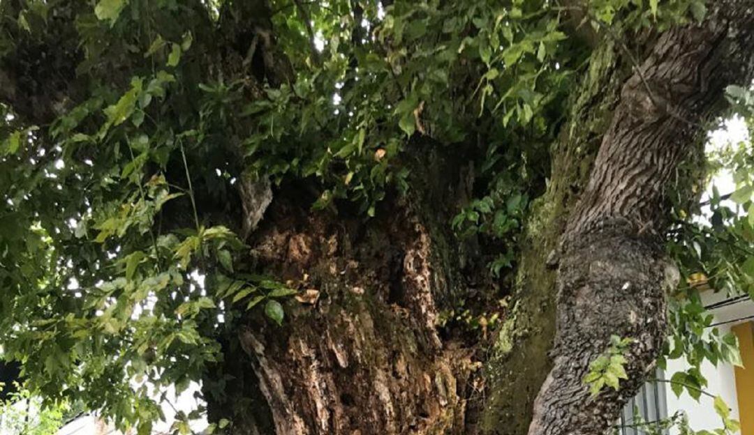 Cuidado de los árboles