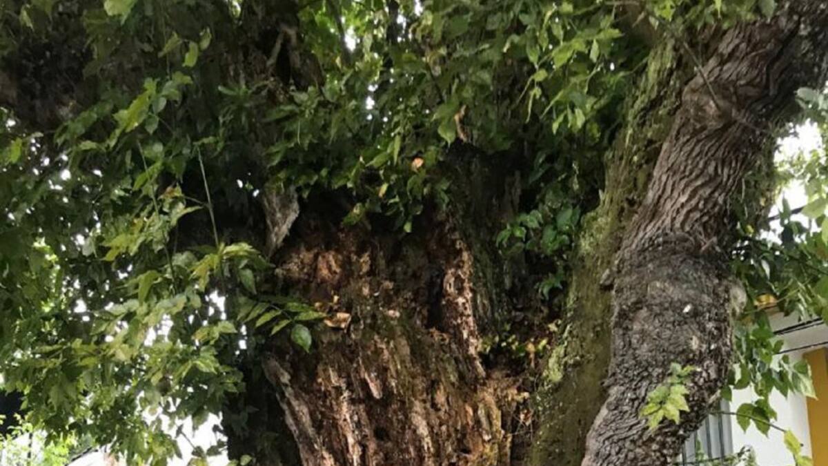 Cuidado permanente a los árboles de Manizales