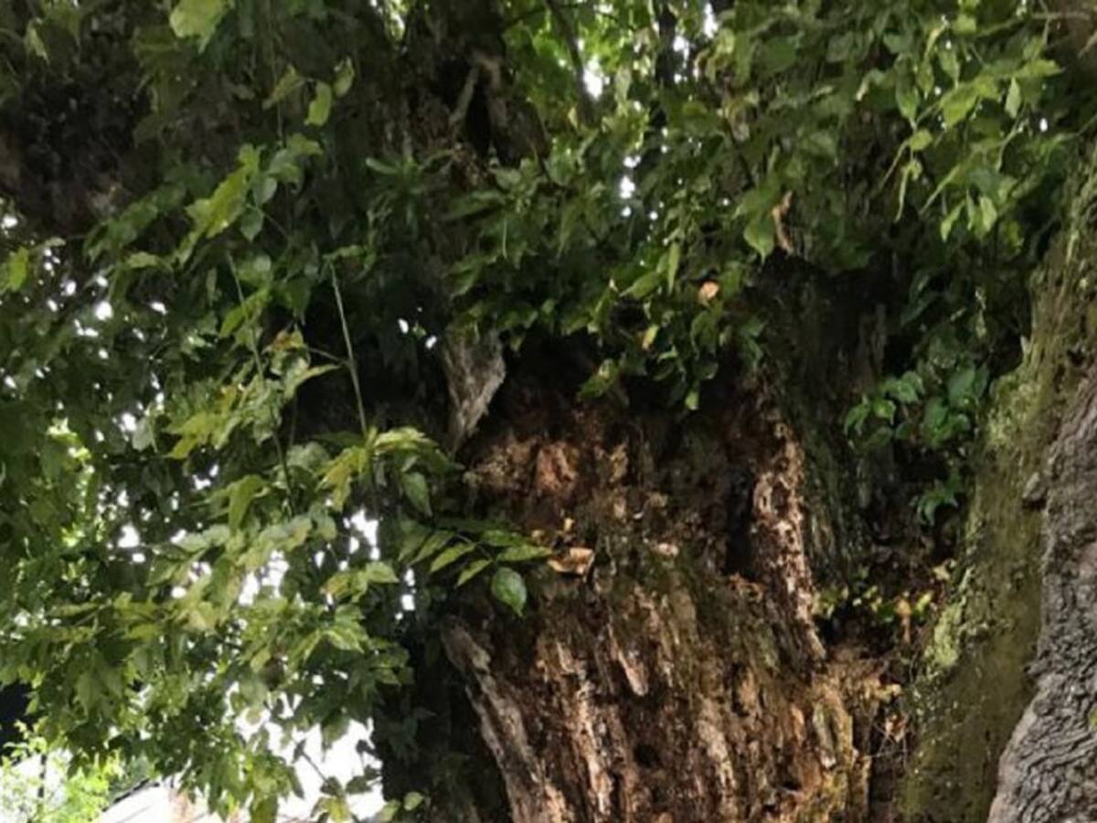 Cuidado permanente a los árboles de Manizales