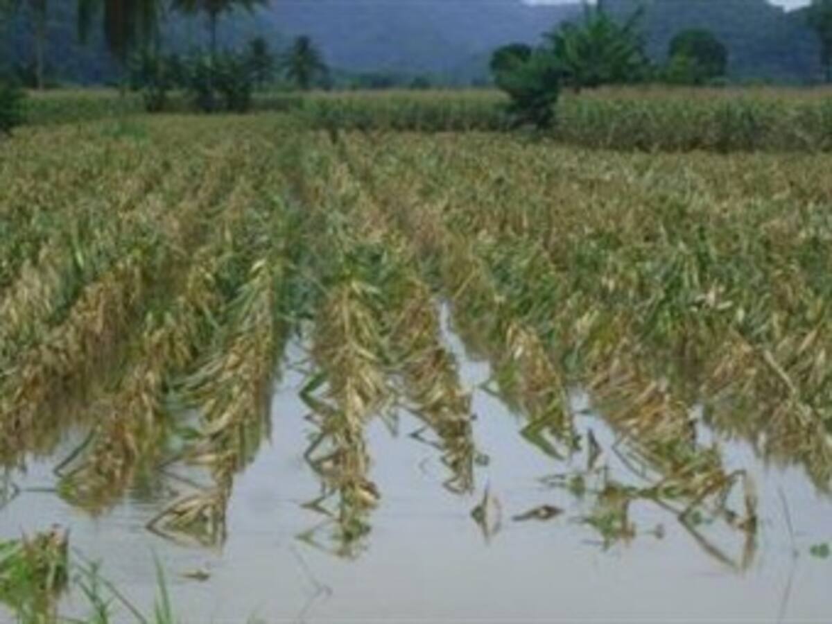 Advierten que productores de papa están acorralados por el invierno