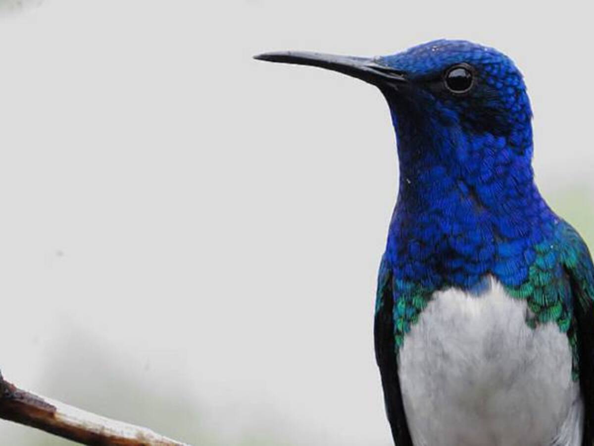 Registran 11 especies de aves en Palmira