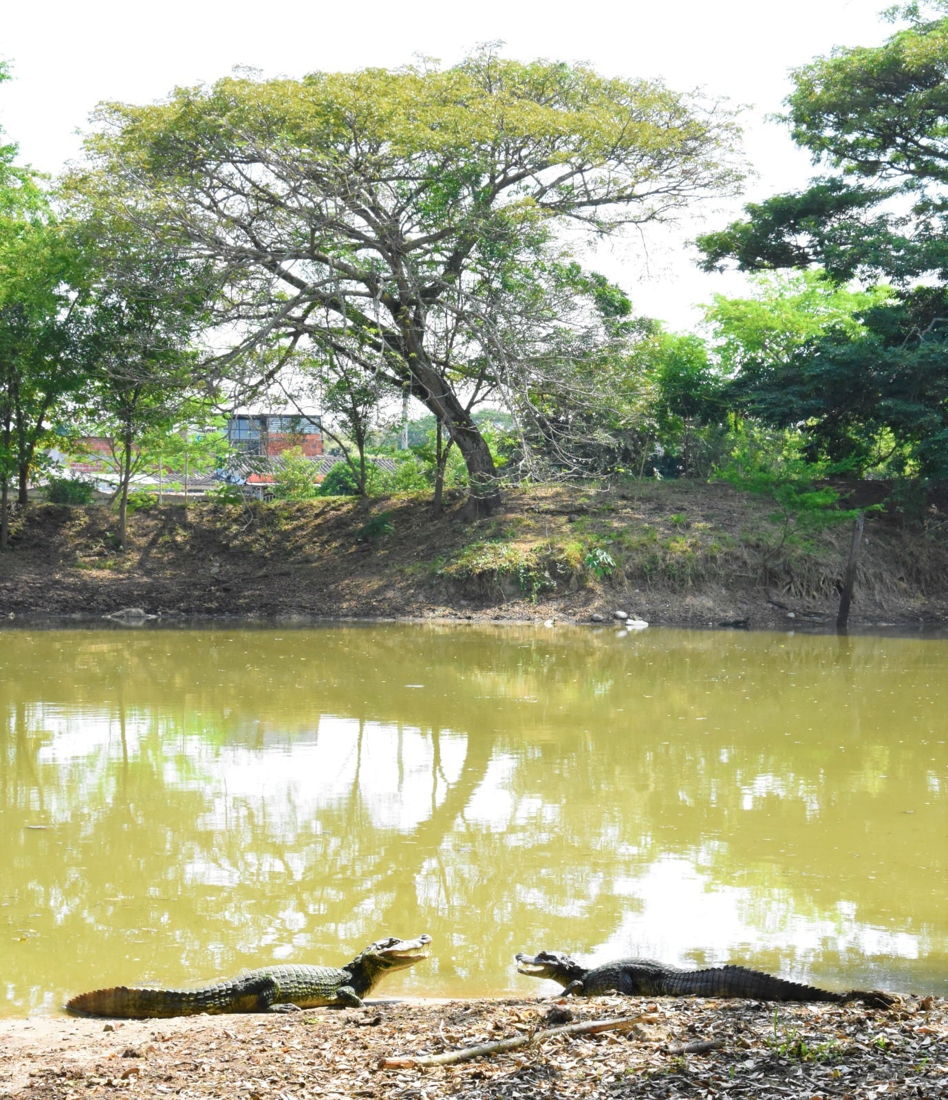 La CAM priorizó 21 humedales para la formulación de planes de manejo ambiental. Foto CAM.