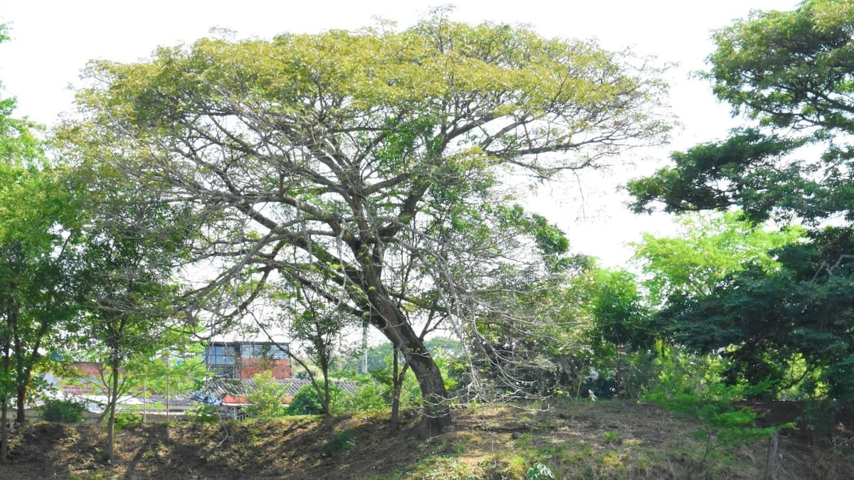 Huila cuenta con más de mil humedales, pero enfrenta serias amenazas ambientales