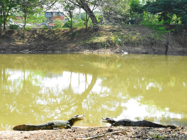 La CAM priorizó 21 humedales para la formulación de planes de manejo ambiental. Foto CAM.