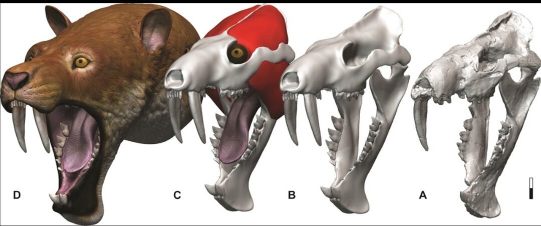 El nuevo fósil se encuentra alojado en el Museo de Historia Natural La Tatacoa, en el centro poblado La Victoria del municipio de Villavieja, junto con otros sorprendentes hallazgos que han sido desenterrados en uno de los lugares más asombrosos del continente.
