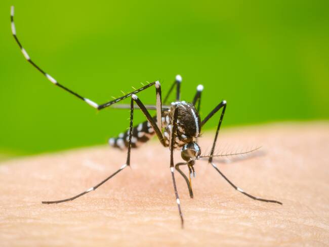 Aumentan casos de dengue.