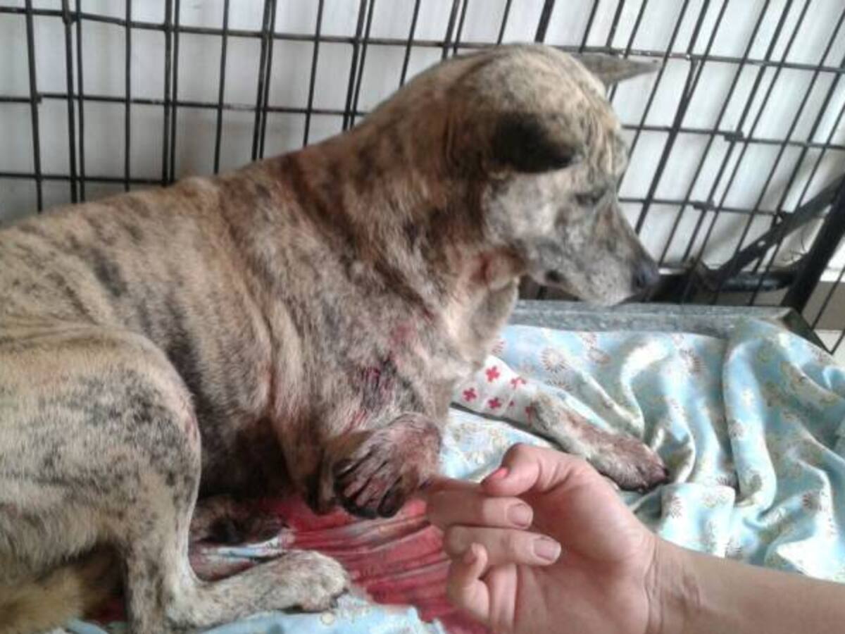 Un perro recibió un disparo a manos de un capitán retirado del ejército