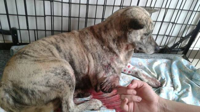 El caso será denunciado formalmente por la Carder ya que al agresor no se le aplicó la norma.