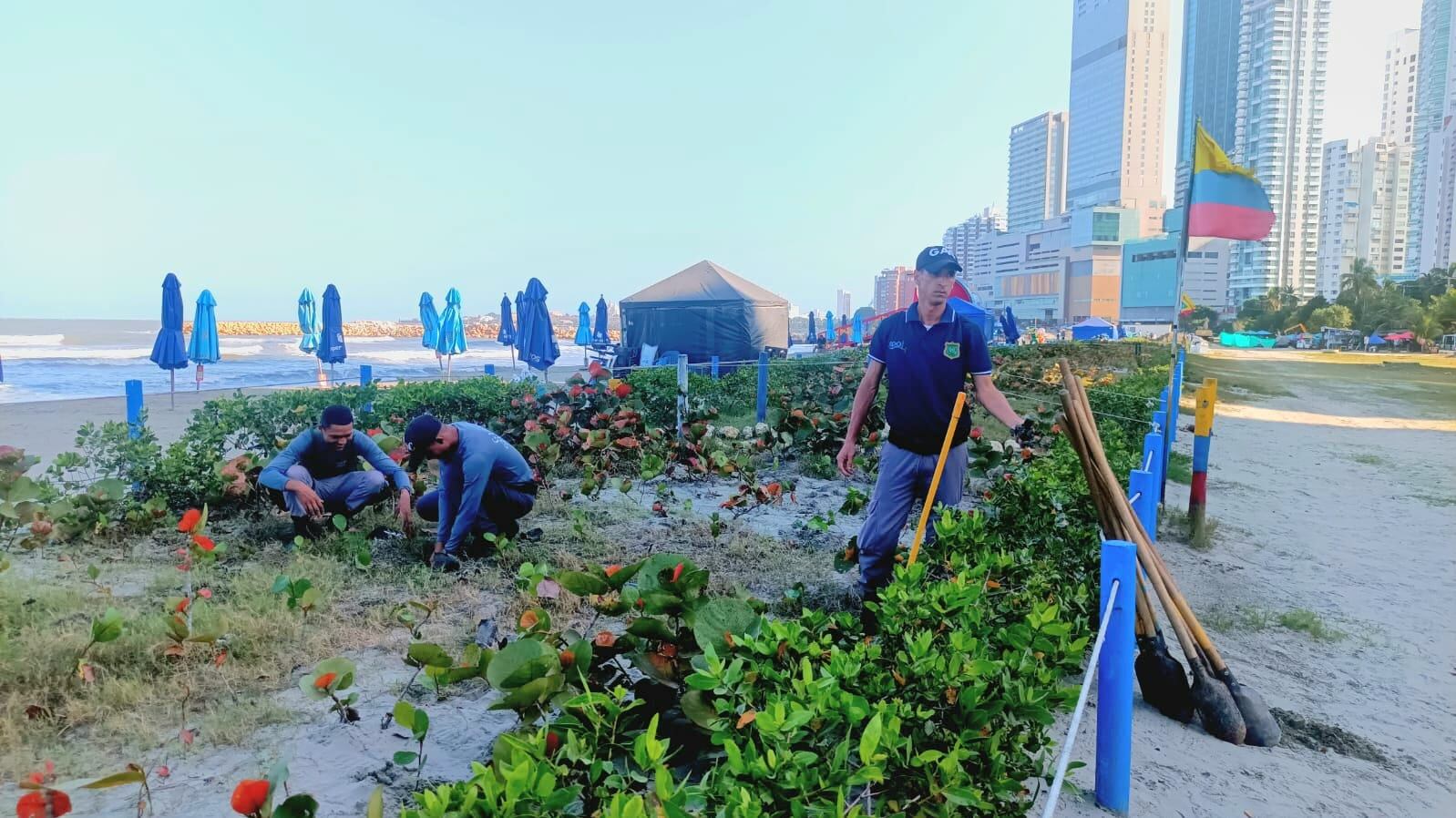 Guardia Ambiental impulsa conservación en playas de Bocagrande con siembra y limpieza de residuos